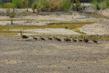カルガモの親子