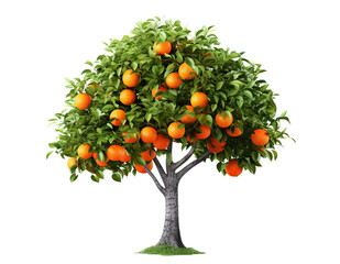 Orange tree with ripe delicious oranges, cut out
