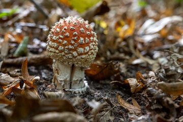 mushroom in the forest