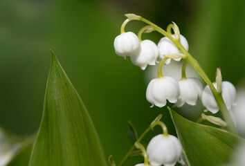 Close-up of blooming white lilies of the valley growing outdoors. The picture is in landscape format. There is space for text