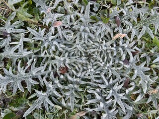 white thistle leaves covered with frost