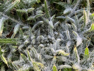 white thistle leaves covered with frost