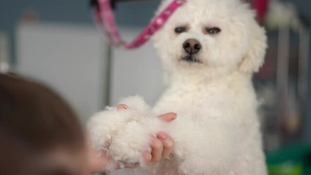 A white Bichon Frise dog stands calmly while a groomer clips his hair in a grooming salon. Close-up