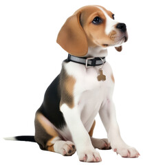dog portrait puppy beagle isolated on white or transparent background 