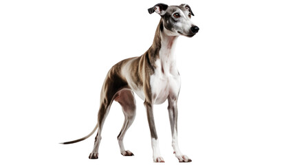 portrait of greyhound dog 
