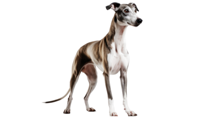 portrait of greyhound dog 