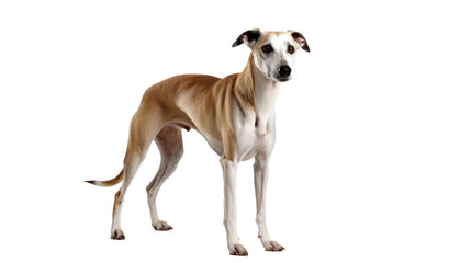 Obraz na płótnie Canvas portrait of greyhound dog 