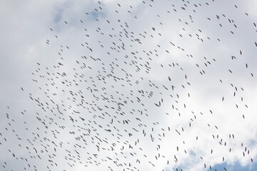 hundreds of storks flying