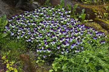 Flower bed in Narvik in Nordland county, Norway, Europe
