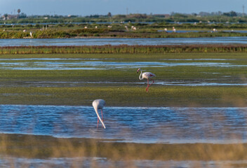 Flamencos jóvenes en Delta de l'Ebre