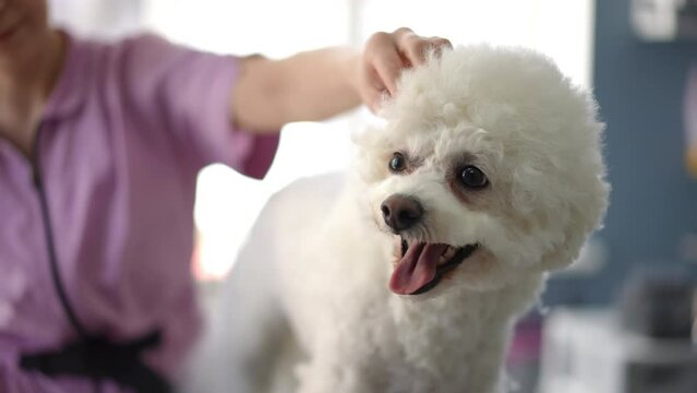 A professional female groomer cuts off the remaining fur with scissors from a white Bichon Frise dog in a grooming salon