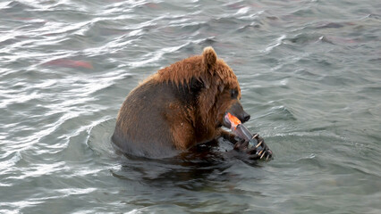 Close up one wild adult brown bear caught salmon fish with paws. Eat red oily fish during spawning in river, storing up energy before hibernation. Wildlife natural habitat reservation in national park