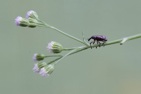 A boll weevil is foraging on wild grass flowers This insect, which is known as a pest of cotton plants, has the scientific name Anthonomus grandis.