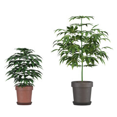 home decorative indoor plants in multiple Style no background, beautiful assets, no background flowers and plants