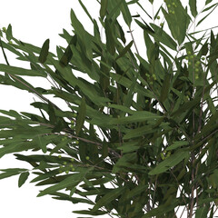 home decorative indoor plants in multiple Style no background, beautiful assets, no background flowers and plants