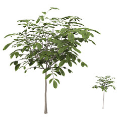 Obraz premium home decorative indoor plants in multiple Style no background, beautiful assets, no background flowers and plants