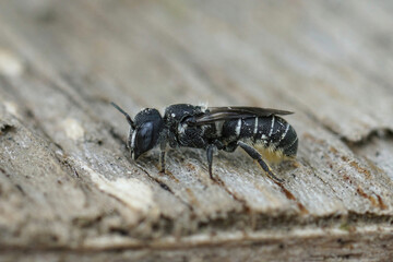 Closeup on a female Mediterranean small crenulate armoured resin bee, Heriades crenulatus in the Gard , France