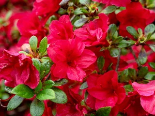 Fototapeten Red evergreen azalea flowers on a garden shrub © AngieC