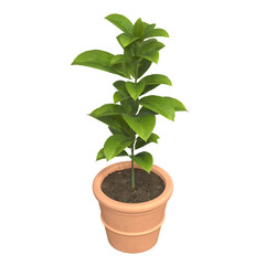 home decorative indoor plants in multiple Style no background, beautiful assets, no background flowers and plants