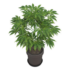 home decorative indoor plants in multiple Style no background, beautiful assets, no background...