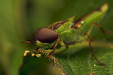 Green soldier fly perched on a leaf Hedriodiscus Pulcher