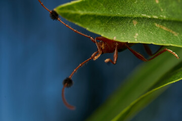 Insect known as guitar eater perched on a green leaf (Compsocerus violaceus)