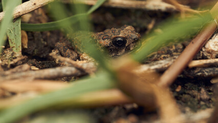 A toad among grasses looking at the camera.