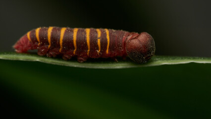 a small red and yellow caterpillar walking on a green leaf