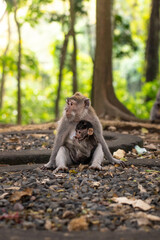 Monkey Mother and baby 