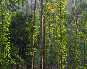 Scenic forest landscape view of piper betle aka betel vine growing on trees in Lawachara national park, Srimongol, Bangladesh 