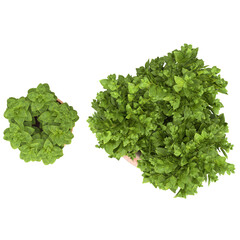 Obraz premium home decorative indoor plants in multiple Style no background, beautiful assets, no background flowers and plants