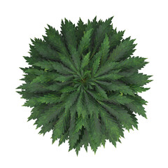 home decorative indoor plants in multiple Style no background, beautiful assets, no background flowers and plants