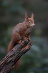 Eurasian red squirrel (Sciurus vulgaris) on a branch. Noord Brabant in the Netherlands. Autumn background.      