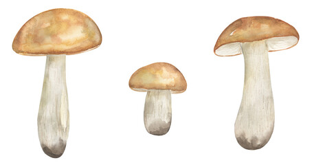 Watercolor aspen fungi illustration, oiler mushrooms clipart set, hand drawn elements