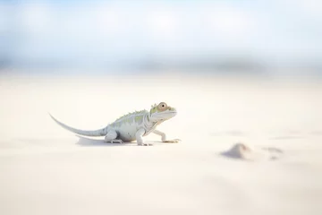 Foto op Plexiglas white chameleon on a white sandy beach © Natalia