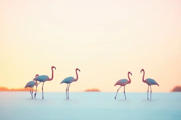 Fototapeten silhouettes of flamingos at sunset © Natalia