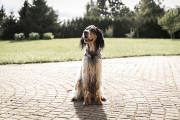 dog English setter sitting in sunny day 