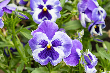 A garden pansy (Viola × wittrockiana), a type of polychromatic large-flowered hybrid plant cultivated as a garden flower