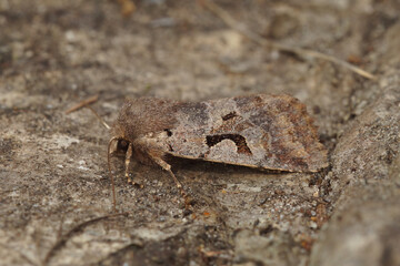 Closeup on the Hebrew Character owlet moth, Orthosia gothica, sitting on wood