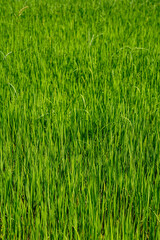 Green asian rice field in spring growing colorful harvest in Cambodia Siem Reap for background...
