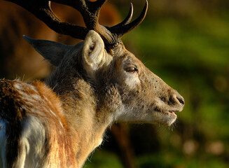 The red deer is one of the largest deer species. A male red deer is called a stag or hart, and a female is called a hind.