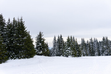 Snowy track, pine trees and cloudy sky
