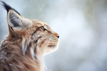Fotobehang profile of lynx with frosted breath in the cold © Natalia