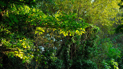 Obraz na płótnie Canvas Vue rapprochée de plantes et d'arbres, dans la forêt des Landes de Gascogne