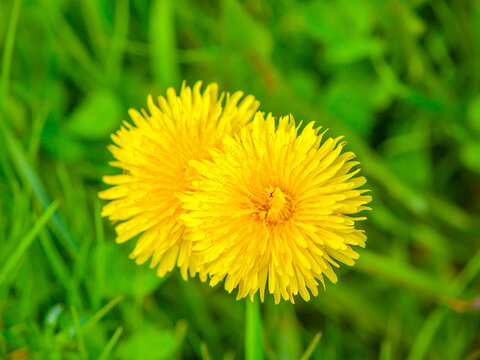 Yellow dandelions in the grass. Close-up photography