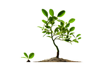 _Growth_tree_young_plant_closeup_full_body