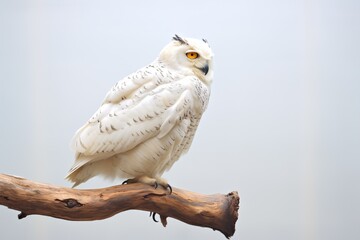 profile shot of a snowy owl sitting on a snow-covered branch