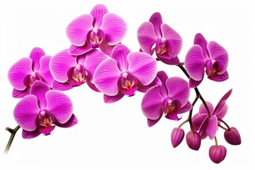 Fototapeta na wymiar Purple and pink orchids isolated on white background with clipping path.