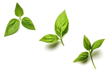 Fototapeta premium Flying basil leaves on white background with clipping path.