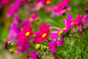 Close-up of purple flowers on blurred background